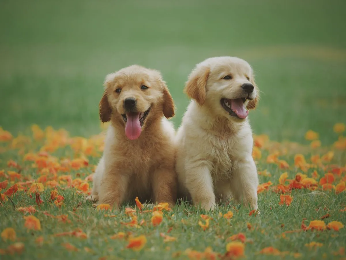 Two golden retriever puppies sitting together on grass scattered with orange petals
